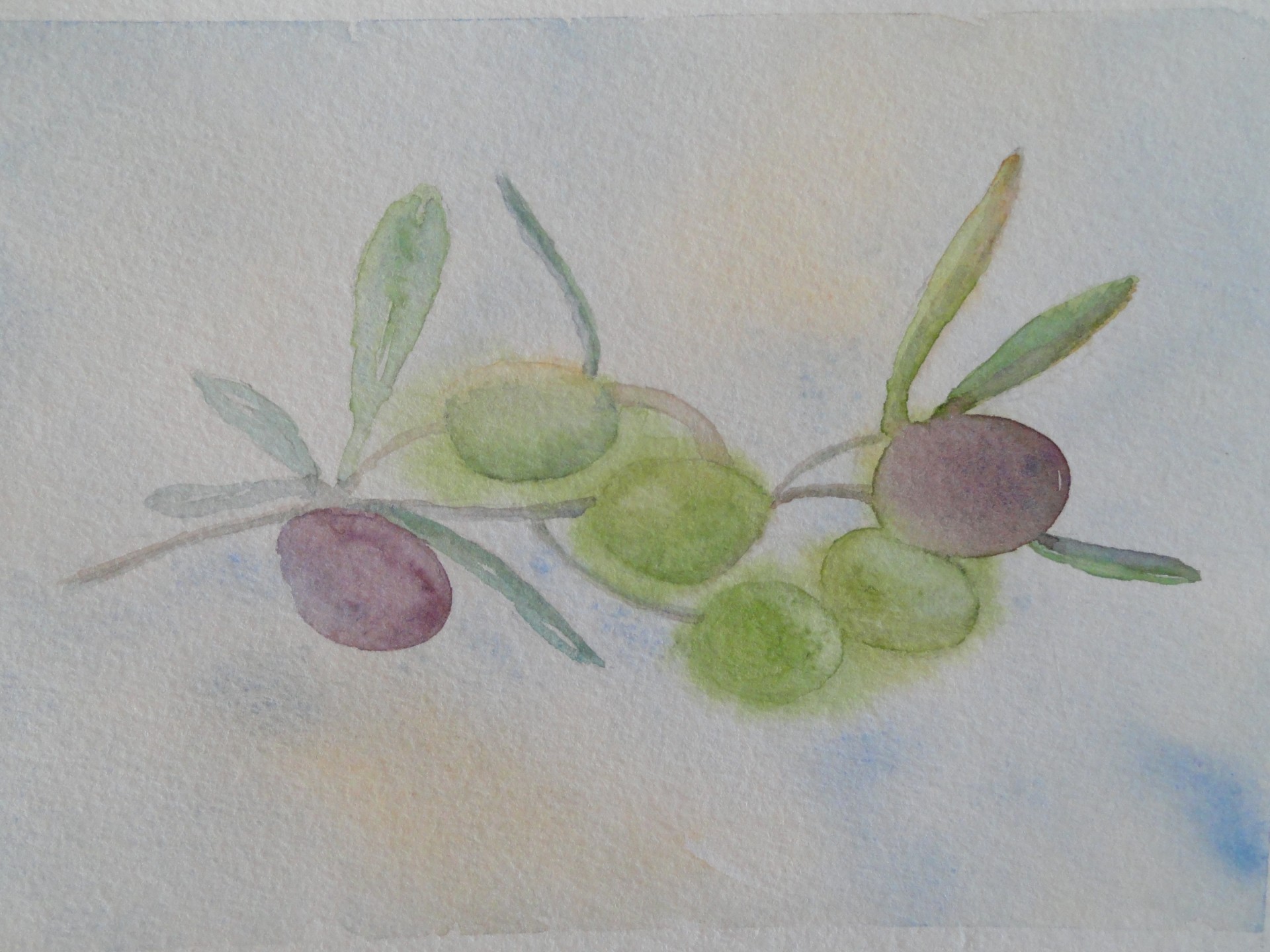 rameau d'olivier